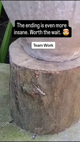 When they said many hands make light work! They were probably talking about ants! 🐜 nature is so cool! 😎 