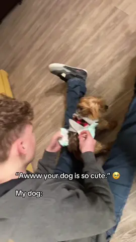 It’s always the yorkies 🤣 @I Can’t Even (via:@k) 