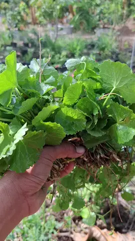 #ใบบัวบก  สดๆ สวยๆ เลยจ้าาาา เงินอยู่ในดิน #ผักบ้าน  #ผักธรรมชาติ  วิถีเกษตร ผักสวนครัว #บ้านสวน🦁lionkul  #เทรนด์วันนี้ 