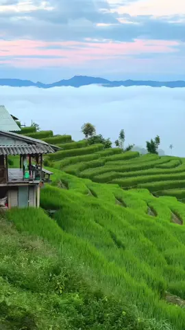 เกินคาดมากตื่นเช้ามาเจอทะเลหมอกแบบนี้ 😍 #บ้านกันยาป่าบงเปียง #ป่าบงเปียง #แม่แจ่ม #ดอยอินทนนท์ #เชียงใหม่ 