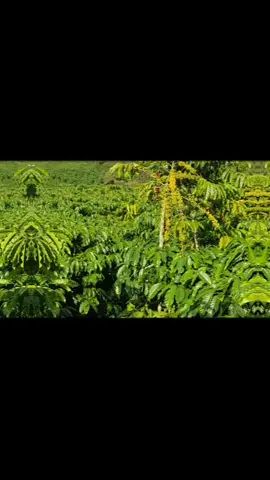 ngủ thì k đủ giấc làm thì k đủ ăn...!#xuhuong #trending #coffee #nông dân#ca phê đa thân thả ngọn