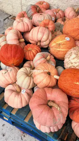 “Autumn is a second spring when every leaf is a flower, and every pumpkin a lantern.