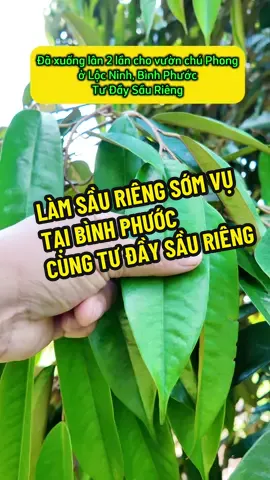 vườn sầu riêng Chú Phong ở Lộc Ninh, Bình Phước cũ, đã bón 2 cử lân tạo mầm. chuẩn bị phun tạo mầm qua lá. anh em tham khảo nhé. #tudaysaurieng #simorganic 