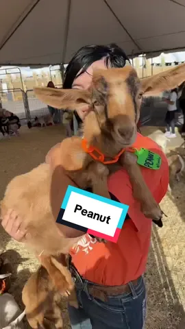 Replying to @user5332751825183 Here is Peanut!! #pumpkinpatch #rioranchopumpkinpatch #albuquerquepumpkinpatch #newmexicopumpkinpatch #gallopinggoatpumpkinpatch 