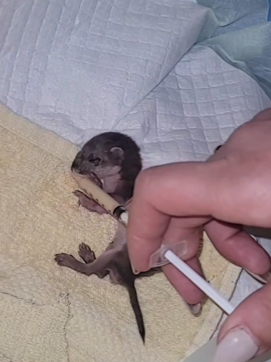 We are so proud of your progress 💜 #rescuedstoat #babystoat #marshmallowthestoat #stoat #ermine 