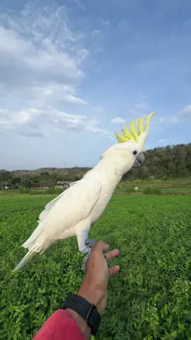 Warna mu cantik sekali #parrotsoftiktok #parrotslover #jogja24jam #parrotindonesia #fyp 