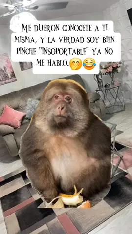 Medieron conocete a ti misma #memes #humorlatino 