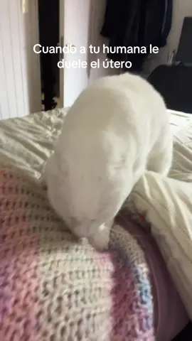 Mi amor es el mejor💕✨ #concepcion #hachi #sinkopesos 