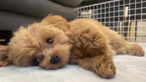 #マルプー #子犬のいる生活 #眠たい#パピー期 