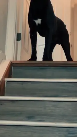Cane Corso adalah salah satu ras anjing kuno yang berasal dari Italia. Nama anjing ini berasal dari bahasa Latin, cohors, yang memiliki arti penjaga atau pelindung.Ras ini memiliki nenek moyang Canis Pugnax (Mollosian Roma kuno) yang sering digunakan untuk berburu hewan besar dan dilibatkan dalam peperangan. Menurut sejarah, anjing ini dulunya digunakan sebagai penjaga ternak dan rumah, berburu, dan juga perlindungan keluarga. #anjingbesar #anjingpenjaga #canecorso 