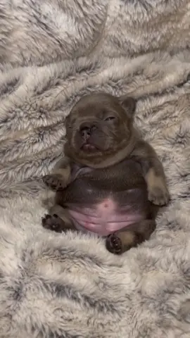 Just a tiny Frenchie with a big heart 🐶💖 spreading smiles one wiggle at a time 🐾✨ #Frenchie #FrenchBulldog #CuteDogs #PuppyLove #FrenchieTok          
