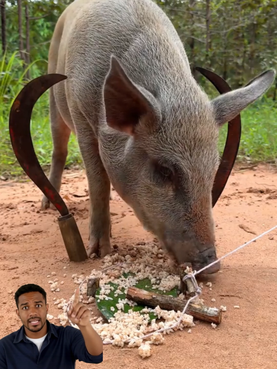 Ese animal comía tranquilo sin saber que dos cuchillos apuntaban a su cabeza… lo que pasó después fue una tragedia brutal 😨 #fyp #viral #parati #usa #parte2