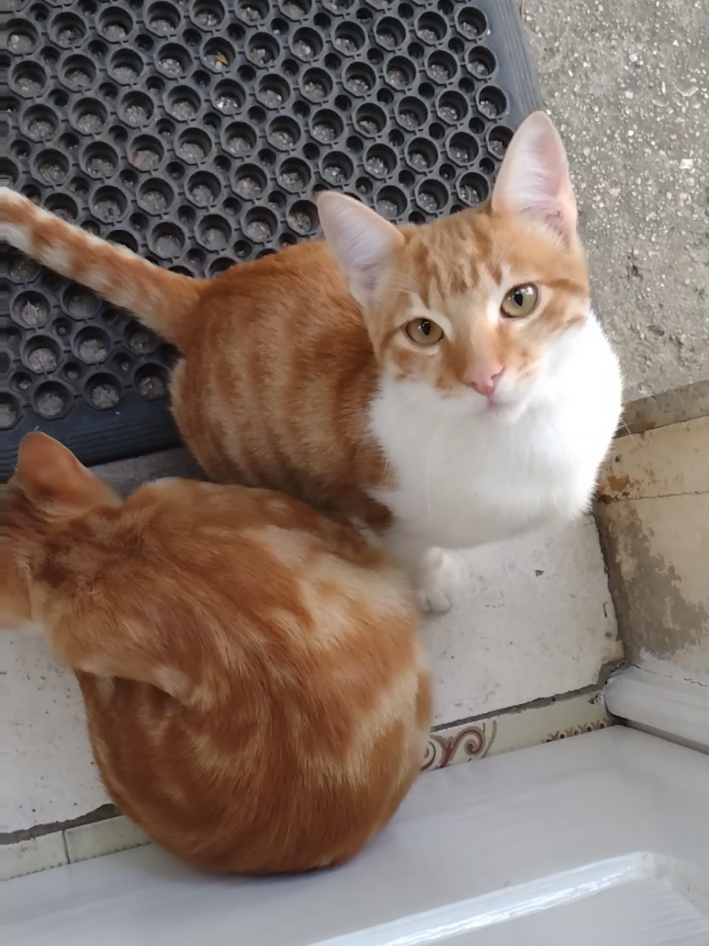Kittens in front of my door #cute #kitten #kittens #cat #orange 