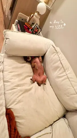 His life is so hard #nippy #dayinthelife #dogsoftiktok 