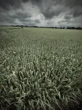 💤 #nhacbuoncanhdep#ruonglua#viral#tamtrangbuon 