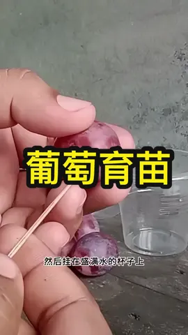 葡萄育苗#海外生活#旅行#美国#马来西亚#华人