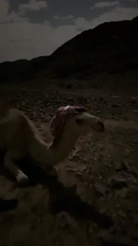 محمد بن فطيس  وأنا أحسب إني في فراقه تعافيت وإن عبرتي من مدخل الزاد زاحت اللي يحسب إني على البعد سجّيت وإلا إن عيوني للرقاد استباحت يا ليتني من قبل لا أحبه أقفيت وإلا إن دروبي عن دروبه تناحت #foryoupage #foryou #fyp