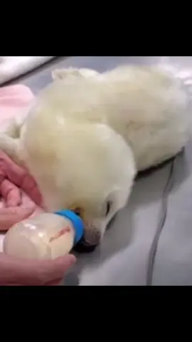 #seal #puppy #cute #fpyシ #eating 