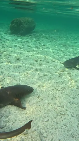Una belleza!!! 😍😍😍😍