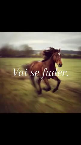#fy #foryou #fyp #wildhorses #viral 