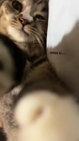 Miss u adek🥹 #cat #fyp #miss 
