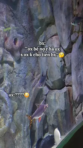 bx:ox bể nợ nên ox k cho tiền bx đúng k??😡😡 #VinWonders #GreenCreator #dulich #thuycungphuquoc #xuhuongtiktokk 
