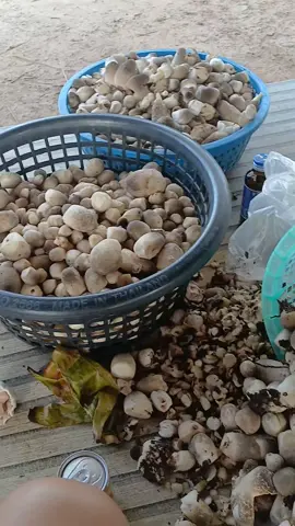 #เพาะเห็ดฟาง #เห็ดฟางโรงเรือน 