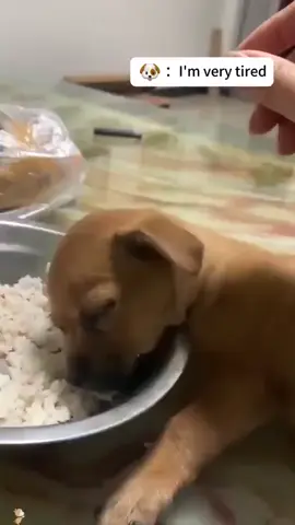 Dogs fall asleep much faster than humans.  Their ability to doze off rapidly is influenced by their need for frequent naps and their ancestral tendency to be light sleepers, ready to wake at the slightest sound. #cuteness #dog #dogs #animal #pet 