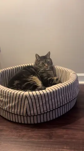 Milo says ya snooze ya loose 😂 #cats #catsoftiktok #lol #comedy #foryoupage 