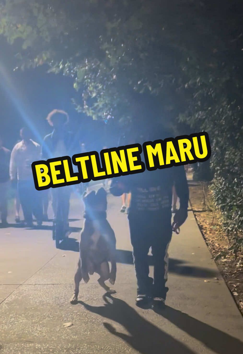 Beltline Maru  #fyp #viral #trending #explore #dog  