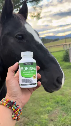 The horse was paid in carrots for his acting skills. He gets his joints supplements nd I get mine. Click the orange cart 🍊 #moringa #supplement #horseactor #jointsupplements 