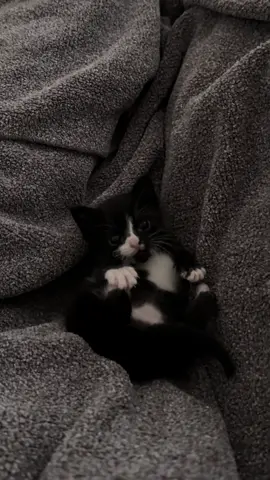 Fostering this cute little one, he’s 3 weeks old and will be ready to go to a home in about 2 weeks. Who wants him 🥹🖤 #fosterkittens #kitten #catsoftiktok #cat #houston 