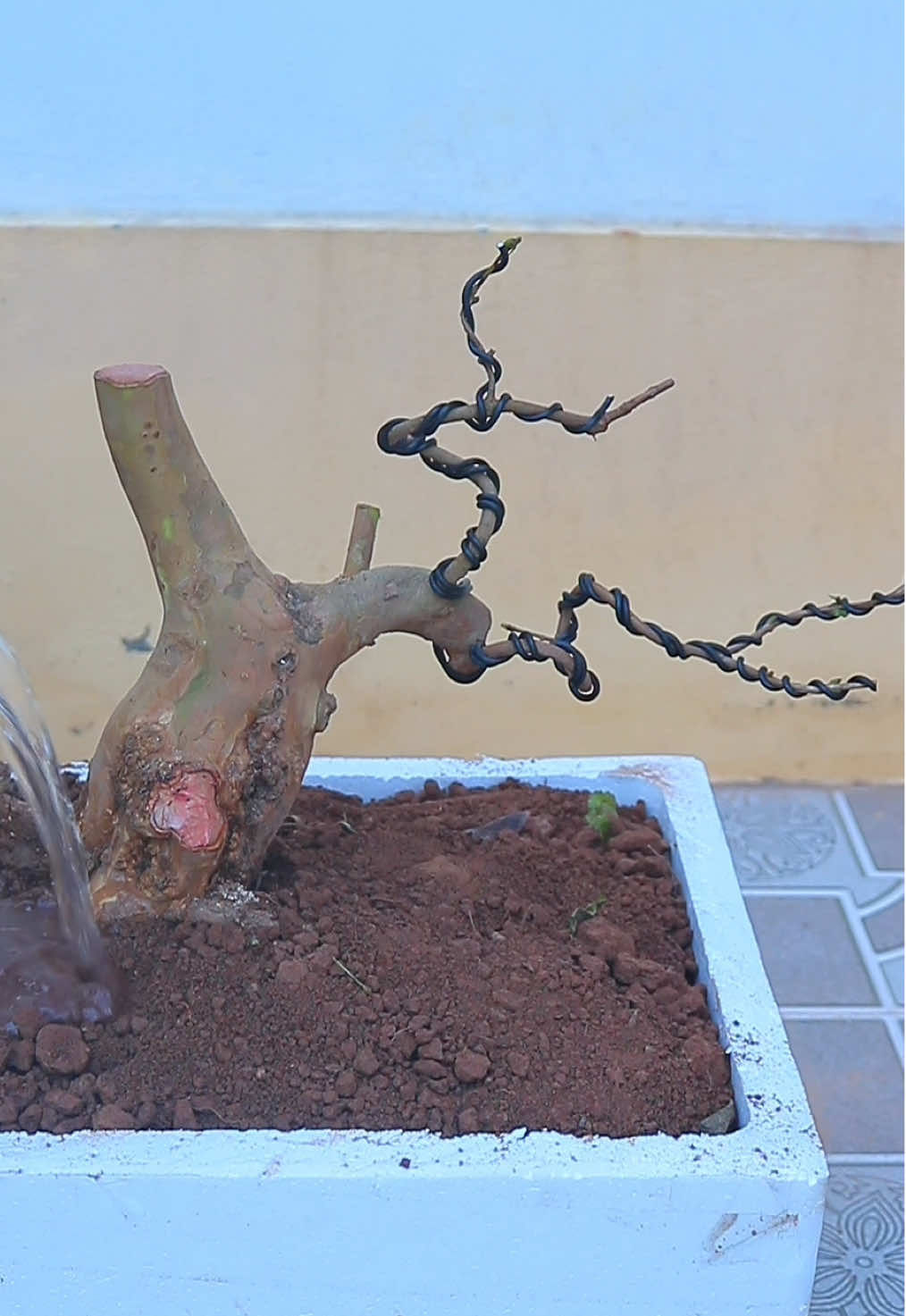 Biến Cây Ổi Cột Điện thành cây dáng Trực Huyền cho người tập chơi #oi #kienbonsai #bonsai 