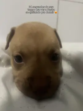 Ai n tem como tankar😍😍 #humor #dog #pitbull 