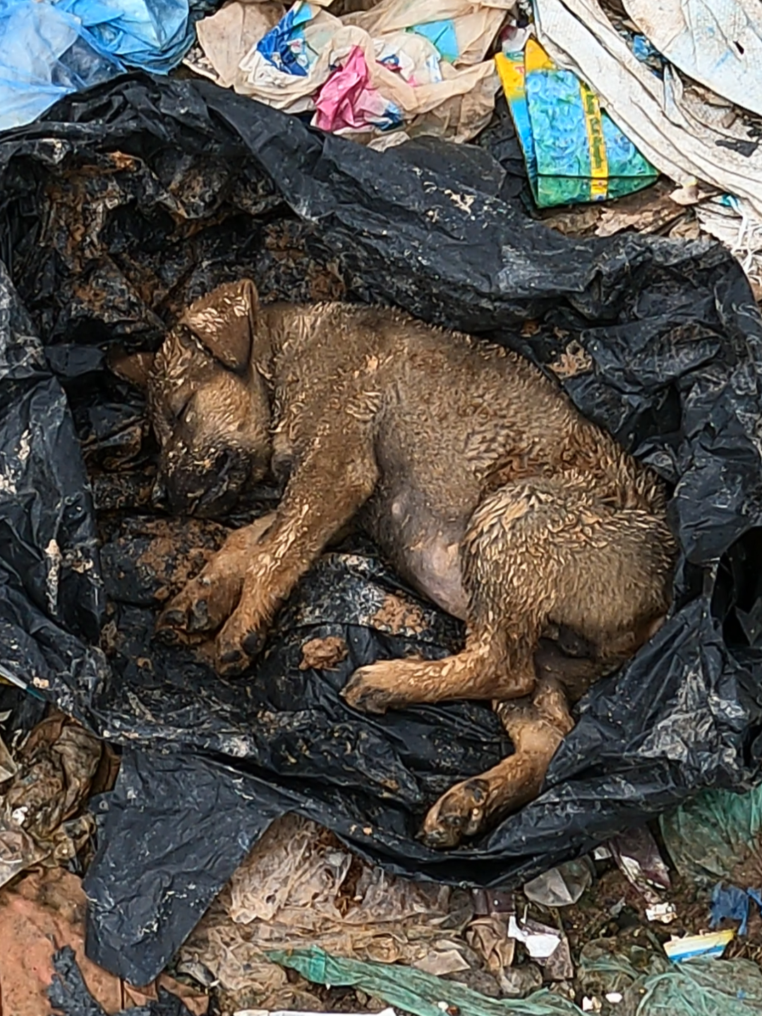 On my way home from work, I saw a small dog lying motionless on the side of the road. I immediately ran to check and discovered that the small dog had fainted from hunger and thirst on the side of the road while looking for food, so I decided to adopt it.#lovesolution #animallovesolution #rescue #fyp #animals #puppy