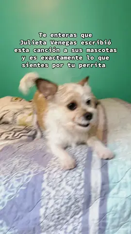 #chihuahua #toypoodle #viral #fypシ #sunflower 