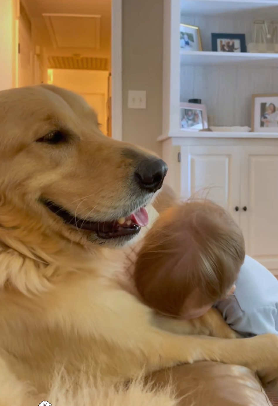 Babies and dogs are best friends #dogs #petlover #dogsoftiktok #doglover #baby 