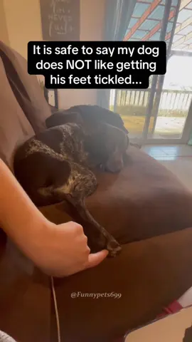 🦮:don't touch me.#foryou #fyp #dogsoftiktok #dog #funnydog 
