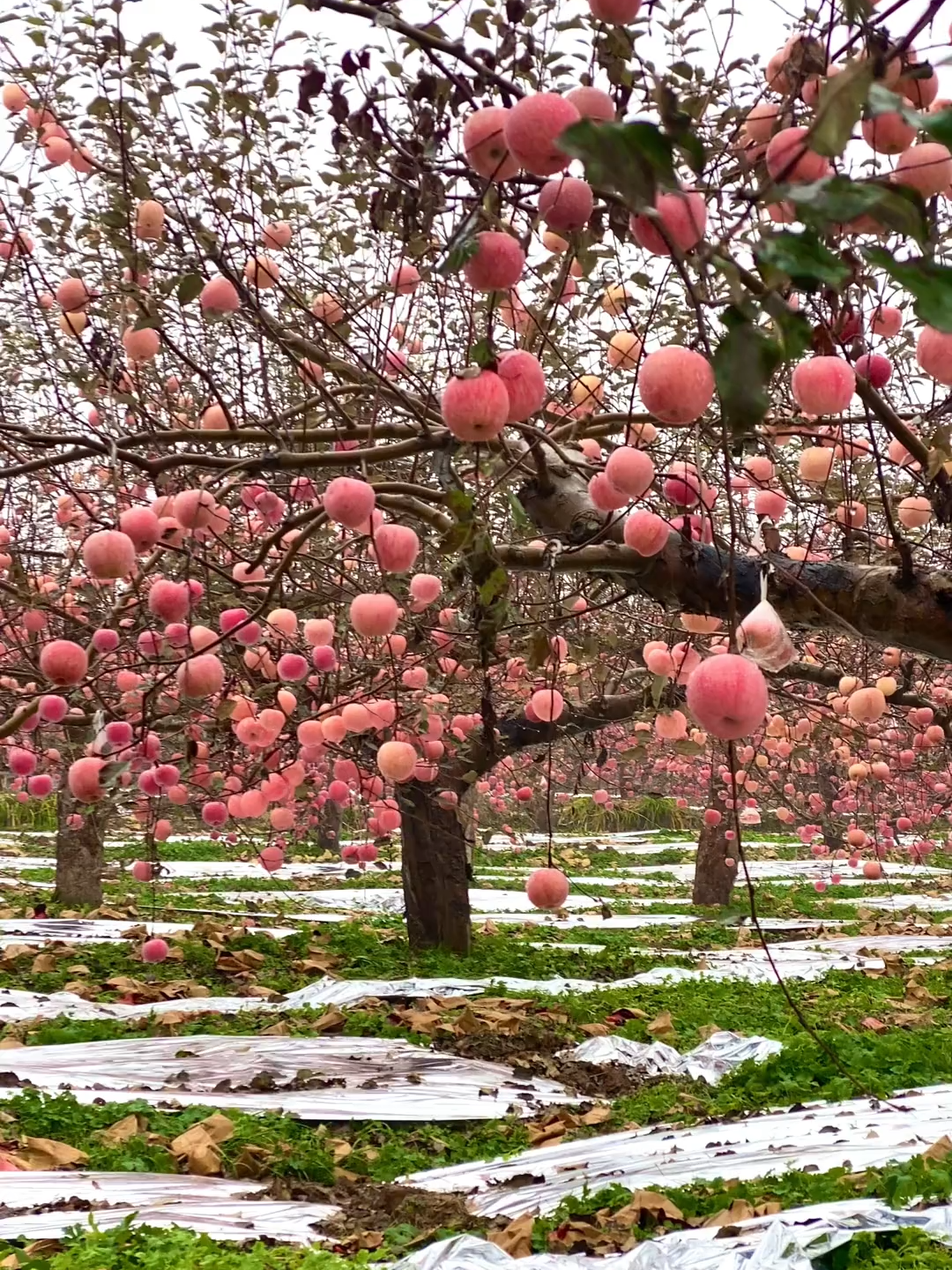 Time flies! In this early autumn, some people come and go, while others grow closer or drift apart. #Autumn #AppleTree #amazingchina #chinaamazingplaces