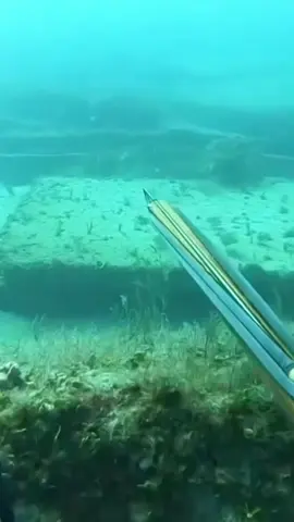 #spearfishing #fish #diving #freediving #spear 