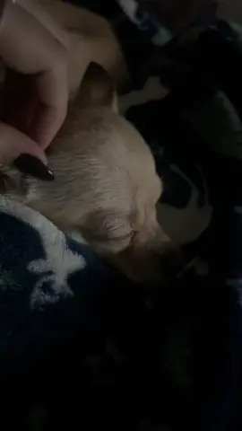 Quien no tiene un 🐶 no entendería #purelove #luna #chihuahuastiktok #fypシ 