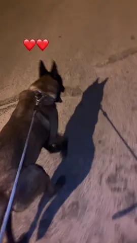 #الشعب_الصيني_ماله_حل😂😂 #حيوانات #بنات_تيك_توك #malinois 