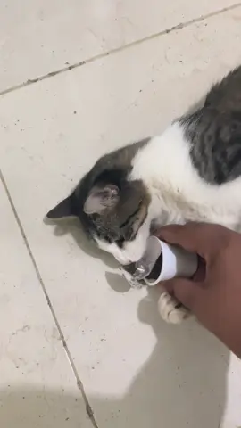 Por fin le conseguí el vicio a mi hija #canit #gatos #rd #fyp 