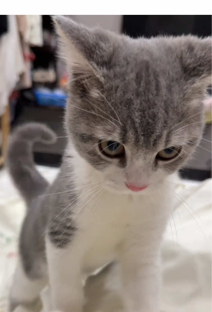 #cat #pet #cute #cute 