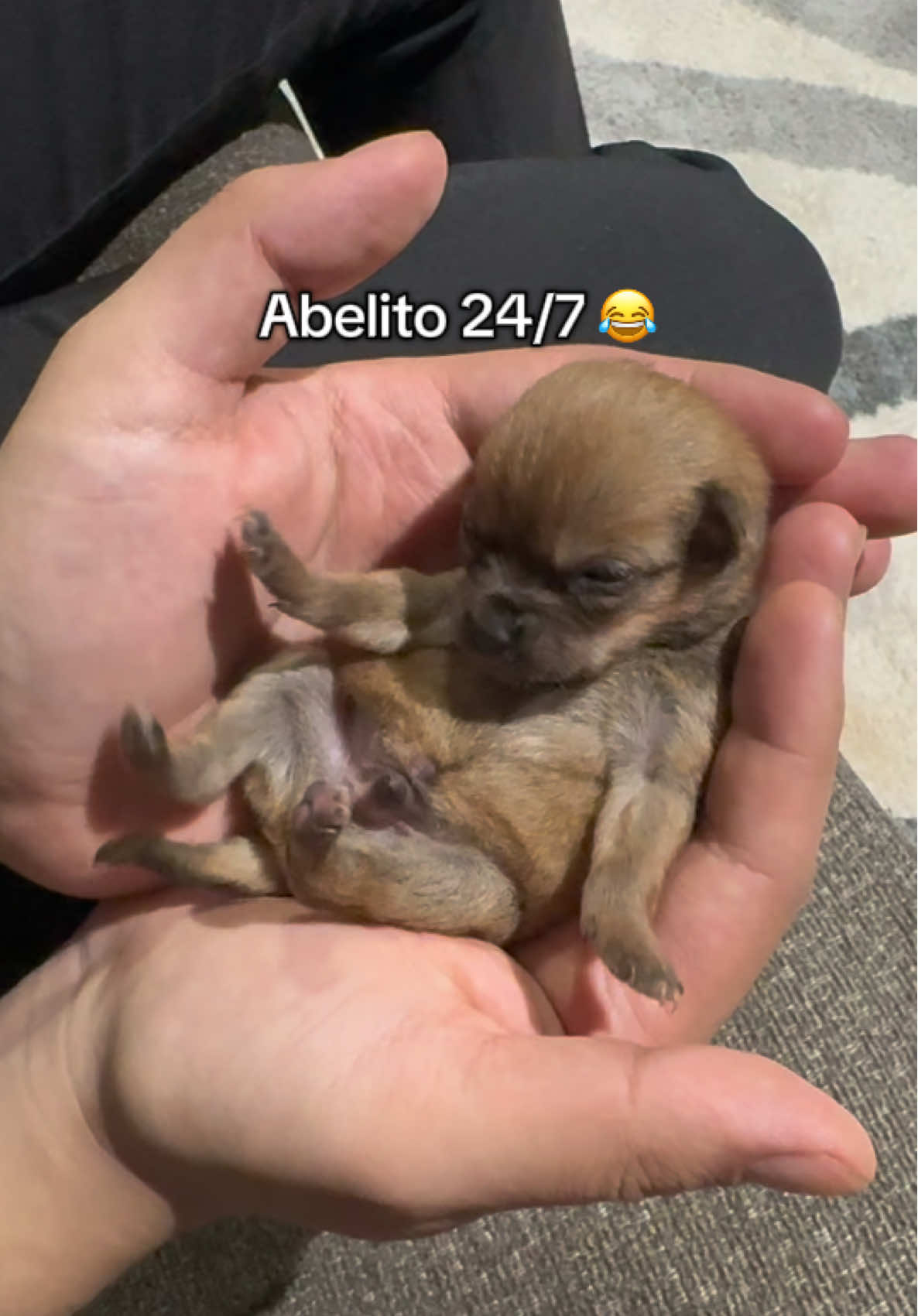 Igualito a su abuelito 🫣                        #dog #fypシ #chihuahua 