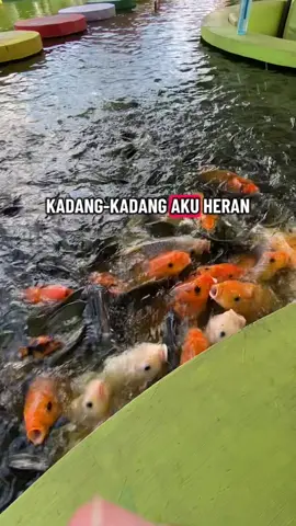tebuang nian men awak dk punyo ni🤣