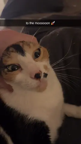happy caturday 🐈 