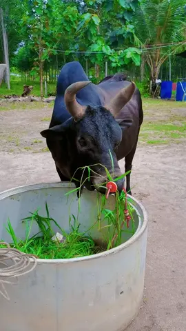 พะพะพะพะพะ พร้อมแล้ว #ดุกด้างสายฟ้าศิลาชัย_ลูกช้าง   พรุ่งนี้ คู่ 6. ส.นครตรัง  #ค่ายโคน้องไอรินทุ่งสง #11ฟาร์มทุ่งแจ้ง 