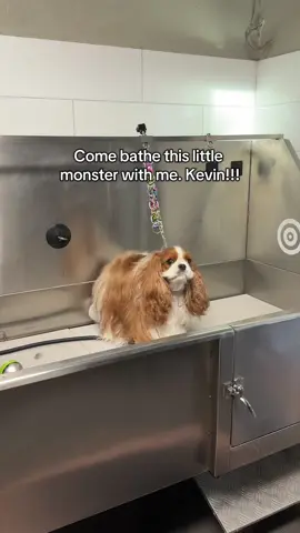 Come bathe the sweetest little angel baby on earth, Kevin!! 🫶🏼😭 #dog #dogs #dogsoftiktok #doggrooming #fyp 