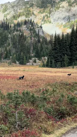 The rare cascade red foxes that are in a “silver phase “ due to a genetic variation and caught them playing in a meadow. There is only 16 last documented on Mount rainier! Remember to not feed these cuties or any wildlife! 